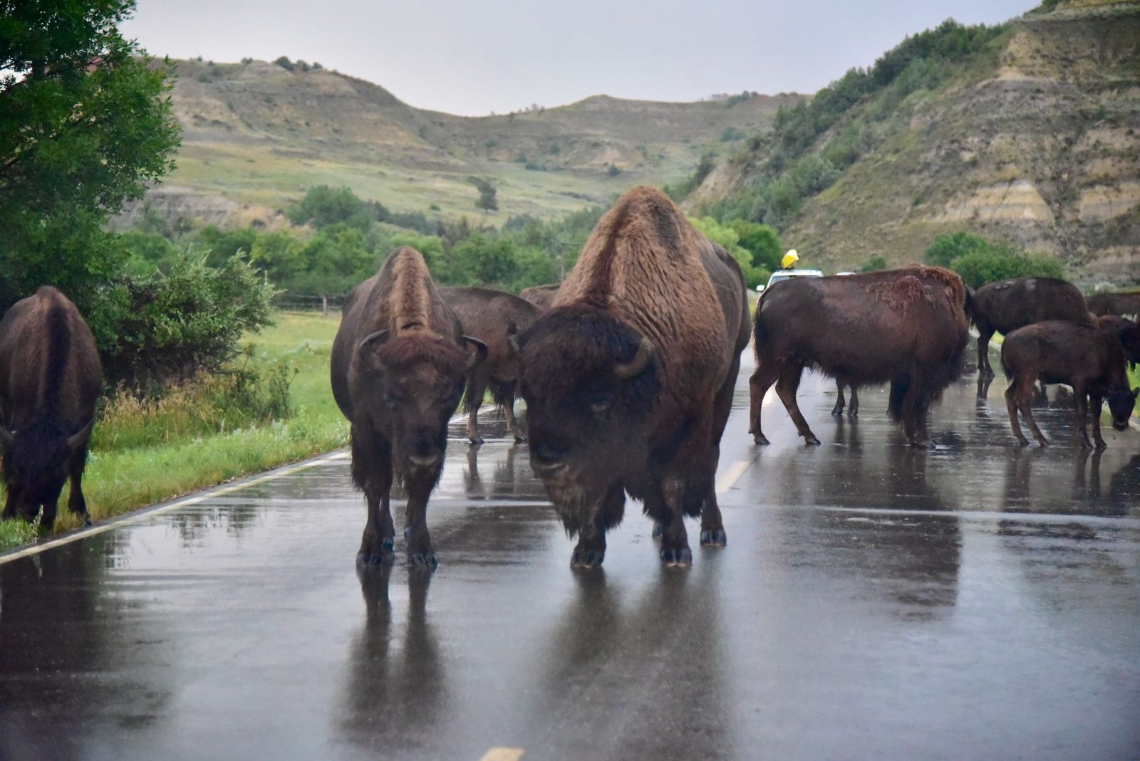Theodore Roosevelt National Park wiscohana