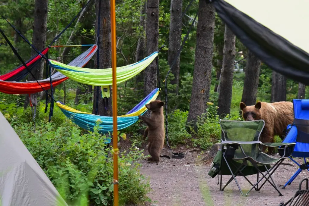 a bear cub paws at a hammock while the mama bear looks on